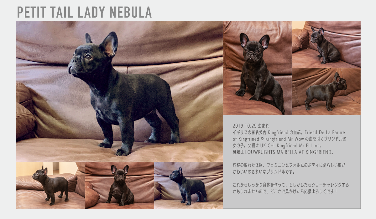 Petit tail Lady Nebulaの説明