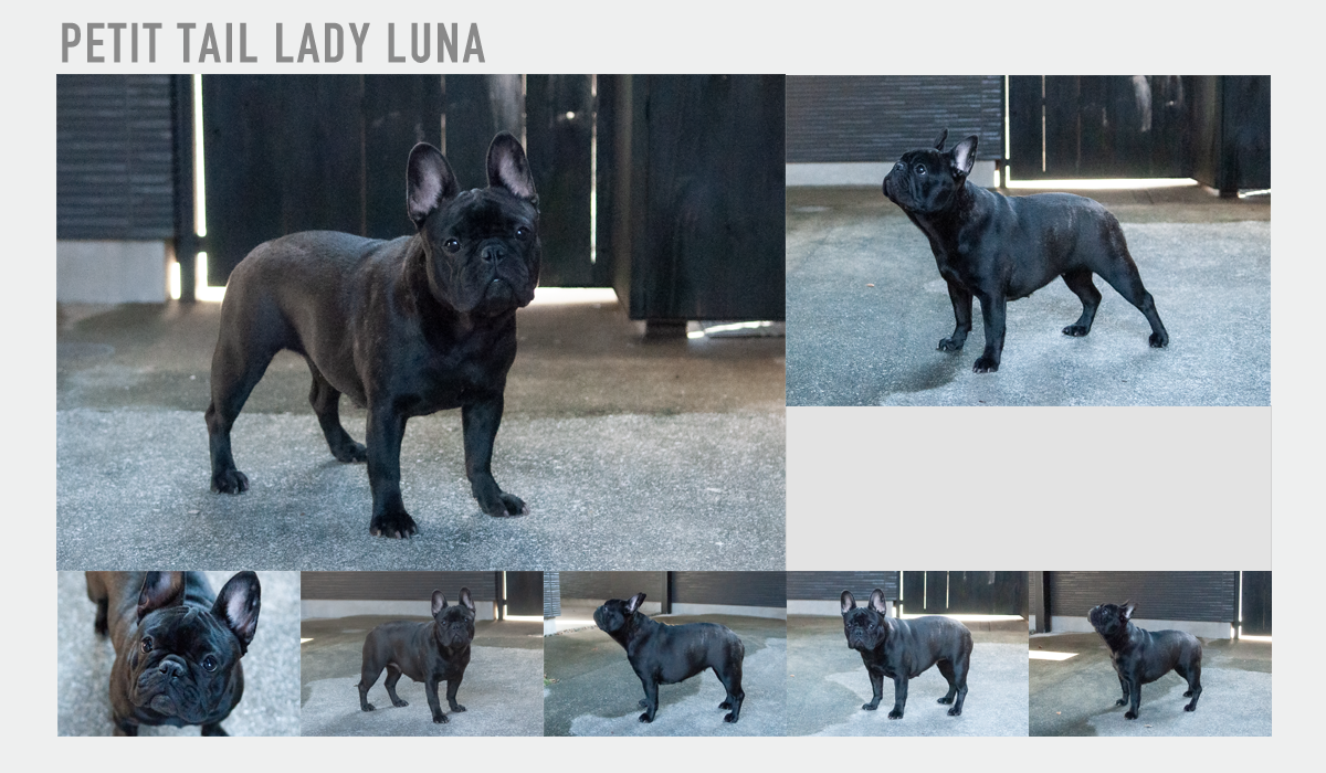 Petit tail Lady Lunaの説明