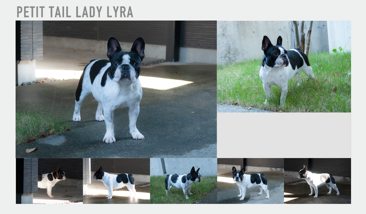 Petit tail Lady Lyraの説明